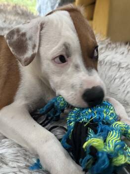 Thea -  Pit Bull Terrier and Great Pyrenees Dog for Adoption in Evergreen, Colorado - Thea | PetCurious