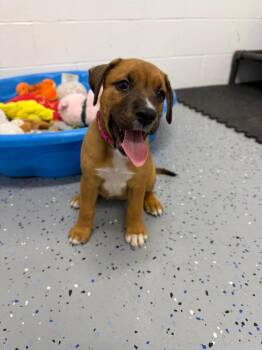 Lyric -  Affenpinscher Dog for Adoption in Pierceton, Indiana - Lyric | PetCurious