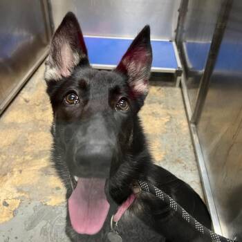Zena -  German Shepherd Dog Dog for Adoption in Patchogue, New York - Zena | PetCurious