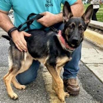 German Shepherd Dog and Mixed Breed Dogs Available for Adoption in Fredericksburg, Virginia - Bea | PetCurious