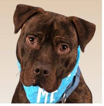 Prancer - seeking a family to love (foster or adopt) -  American Staffordshire Terrier Dog for Adoption in San Marcos, California - Prancer - Seeking A Family To Love (foster Or Adopt) | PetCurious