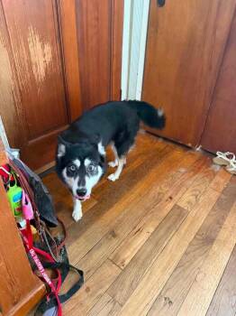 Wanda -  Husky and Pomeranian Dog for Adoption - Wanda | PetCurious