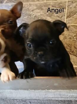 Angel -  French Bulldog and Boston Terrier Dog for Adoption in Glenwood City, Wisconsin - Angel | PetCurious