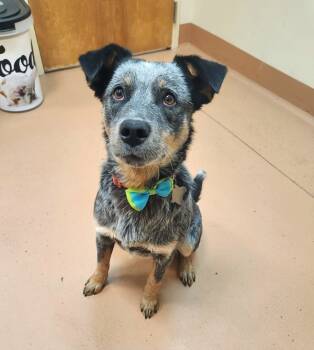 Rescue Australian Cattle Dog Blue Heeler Dogs for Adoption in Kennewick, Washington - Bandit | PetCurious