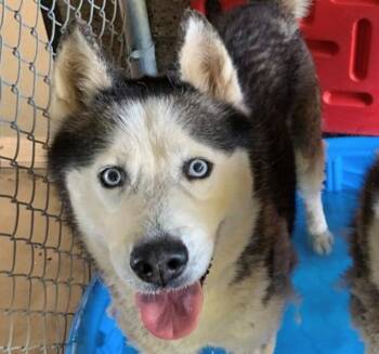PLEASE SAVE ME - GORDO - A535095 -  Siberian Husky Dog for Adoption in San Marcos, California - PLEASE SAVE ME - GORDO - A535095 | PetCurious
