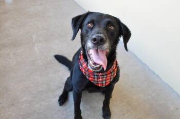 Flash -  Labrador Retriever Dog for Adoption in Mckinney, Texas - Flash | PetCurious