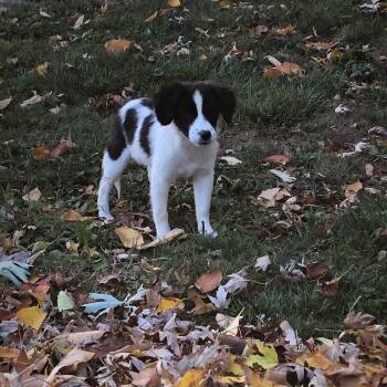 Rescue Mixed Breed Dogs for Adoption in Avon, Ohio - Taki | PetCurious