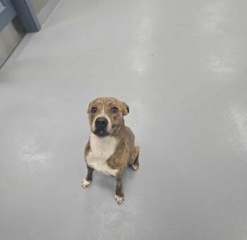 Rescue Pit Bull Terrier Dogs for Adoption in Silver Springs, Nevada - Jaq | PetCurious