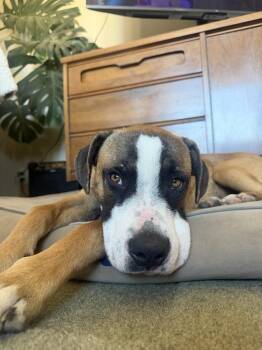 CASHEW -  Boxer Dog for Adoption in Broomfield, Colorado - CASHEW | PetCurious