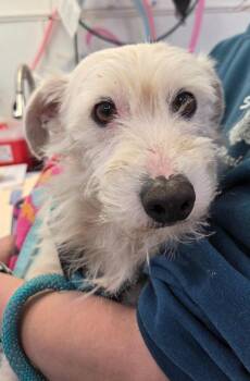 Freddy -  Terrier Dog for Adoption in Brookings, Oregon - Freddy | PetCurious