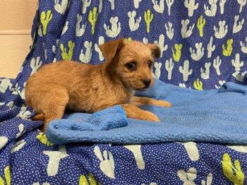 Chihuahua and Mixed Breed Dogs Available for Adoption - SPARROW | PetCurious