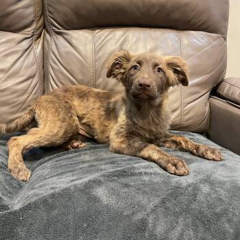 Bloom -  Australian Shepherd Dog for Adoption in Lisbon, Ohio - Bloom | PetCurious