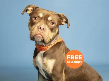 Pit Bull Terrier Dogs Available for Adoption in Phoenix, Arizona - MILK DUD | PetCurious
