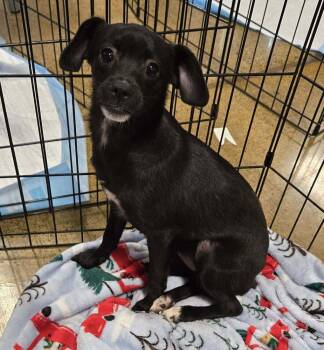 Rescue Terrier and Chihuahua Dogs for Adoption in Eugene, Oregon - Addie | PetCurious