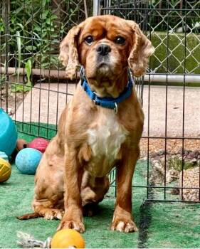 Bubba -  Cavalier King Charles Spaniel and Cocker Spaniel Dog for Adoption in Orland Park, Illinois - Bubba | PetCurious
