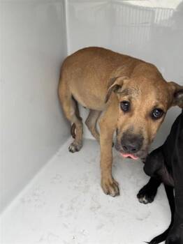 A662025 -  Black Mouth Cur Dog for Adoption in Houston, Texas - A662025 | PetCurious