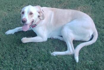 Penny -  Labrador Retriever Dog for Adoption in Boston, Massachusetts - Penny | PetCurious