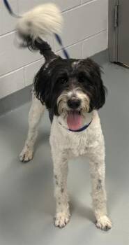 RIGATONI -  Mixed Breed and Poodle Dog for Adoption in St. Cloud, Florida - RIGATONI | PetCurious