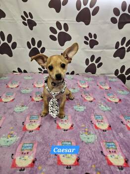 Ceasar -  Chihuahua and Dachshund Dog for Adoption in Metairie, Louisiana - Ceasar | PetCurious