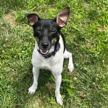 Oakley -  Rat Terrier Dog for Adoption in Waynesboro, Pennsylvania - Oakley | PetCurious