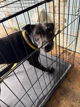 Toodles -  Pit Bull Terrier Dog for Adoption in Mobile, Alabama - Toodles | PetCurious
