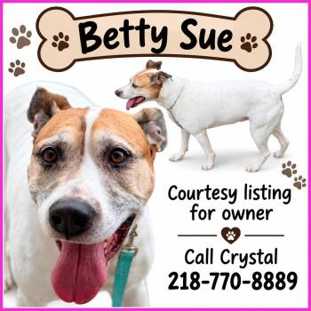 Betty Sue - COURTESY LISTING -  Terrier Dog for Adoption in Valley City, North Dakota - Betty Sue - COURTESY LISTING | PetCurious