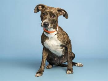 TESSA -  Pit Bull Terrier Dog Available for Adoption in Phoenix, Arizona - TESSA | PetCurious