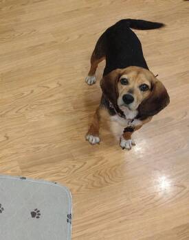Dolly -  Beagle Dog for Adoption in Lockport, New York - Dolly | PetCurious