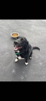 Two Socks *CL -  Labrador Retriever and Beagle Dog for Adoption in Kansas City, Missouri - Two Socks *CL | PetCurious