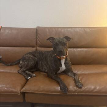Daisy (Hershey) -  American Staffordshire Terrier and Mixed Breed Dog for Adoption in San Diego, California - Daisy (Hershey) | PetCurious