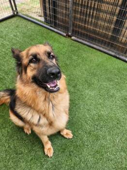 Theresa -  German Shepherd Dog Dog for Adoption in Hopkinsville, Kentucky - Theresa | PetCurious