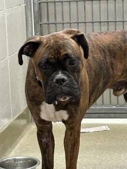 Boxer Dogs Available for Adoption - BUSTER | PetCurious