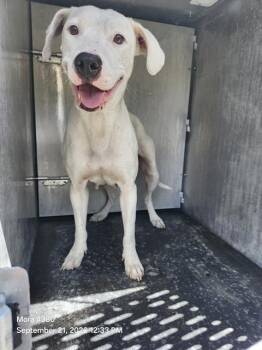 ATHENA -  American Staffordshire Terrier Dog for Adoption in San Antonio, Texas - ATHENA | PetCurious
