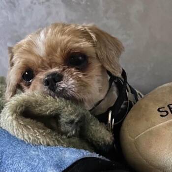 Shih Tzu Dogs Available for Adoption in Fredericksburg, Virginia - Lil