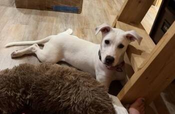 Pearl -  Labrador Retriever and German Shepherd Dog Dog for Adoption in Liverpool, Texas - Pearl | PetCurious