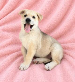 Annette -  Husky and Pit Bull Terrier Dog for Adoption in Lathrop, California - Annette | PetCurious