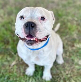 Pit Bull Terrier and Mixed Breed Dogs Available for Adoption - MR. MOO | PetCurious