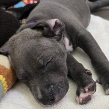 SKYE -  Bull Terrier and Mixed Breed Dog for Adoption in San Juan Capistrano, California - SKYE | PetCurious