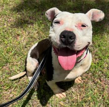 Julie -  American Bulldog Dog for Adoption in Andover, Massachusetts - Julie | PetCurious