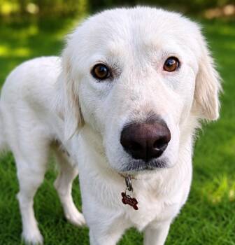 Haven -  Great Pyrenees Dog for Adoption in Kiowa, Oklahoma - Haven | PetCurious