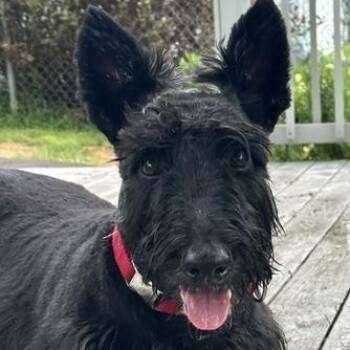 Roscoe -  Scottish Terrier Dog for Adoption in Omaha, Nebraska - Roscoe | PetCurious