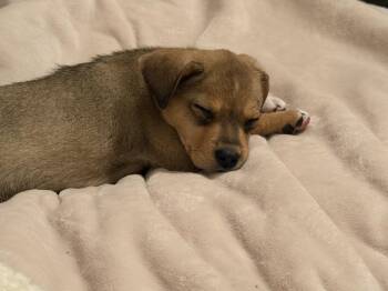 Retriever Dogs Available for Adoption - Zara | PetCurious