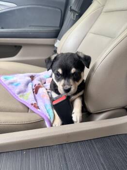 Kiwi -  Pembroke Welsh Corgi Dog for Adoption in Penryn, California - Kiwi | PetCurious