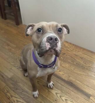 Pit Bull Terrier Dogs Available for Adoption - Siena | PetCurious