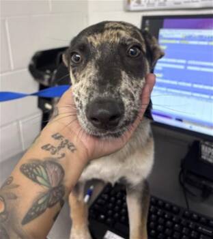 COOPER -  Australian Cattle Dog Blue Heeler Dog for Adoption in San Bernardino, California - COOPER | PetCurious