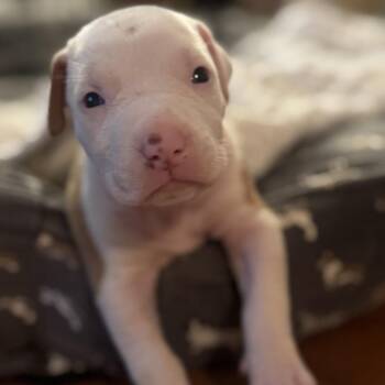 Liberty -  Pit Bull Terrier Dog for Adoption in East St. Louis, Illinois - Liberty | PetCurious
