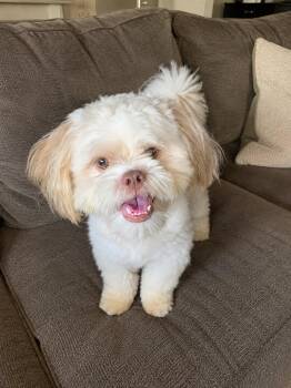 Prince -  Shih Tzu Dog for Adoption in Las Vegas, Nevada - Prince | PetCurious