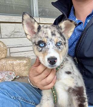 Australian Shepherd Dogs Available for Adoption in Austin, Texas - Tecovas | PetCurious