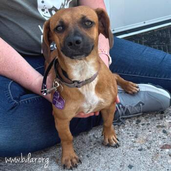 Hestia -  Dachshund and Mixed Breed Dog for Adoption in Cheyenne, Wyoming - Hestia | PetCurious