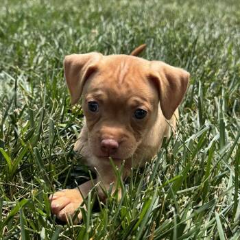 Mixed Breed Dogs Available for Adoption in Fredericksburg, Virginia - Blu 61 | PetCurious